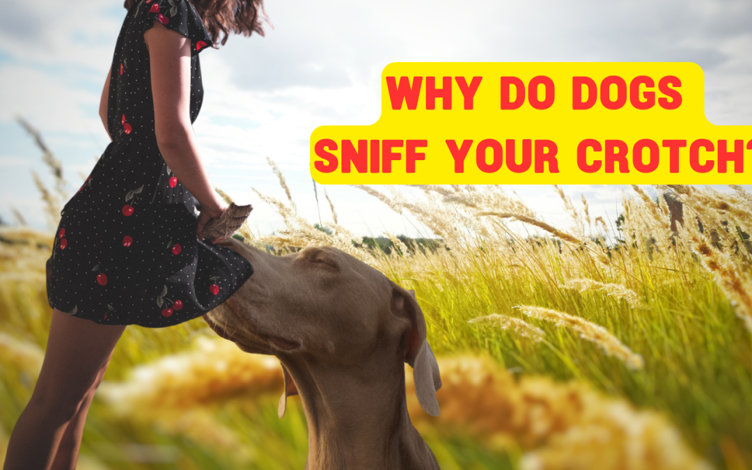 Why Do Dogs Sniff Your Crotch?