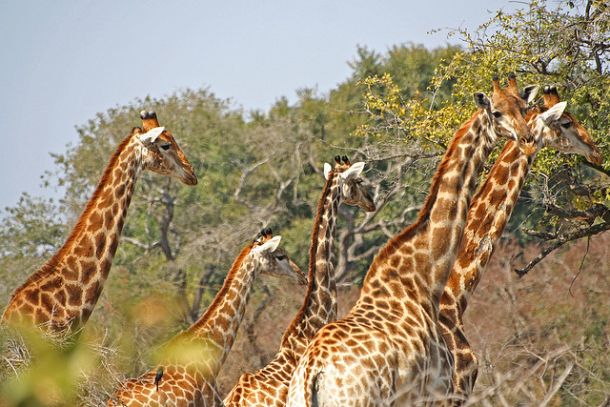 Kruger National Park South Africa