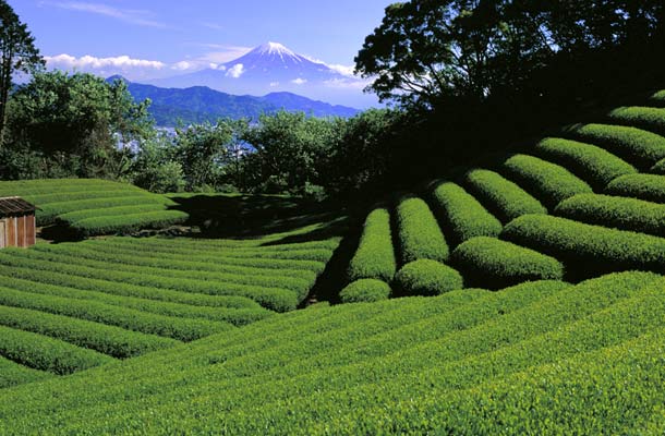 Mount Fuji National Park