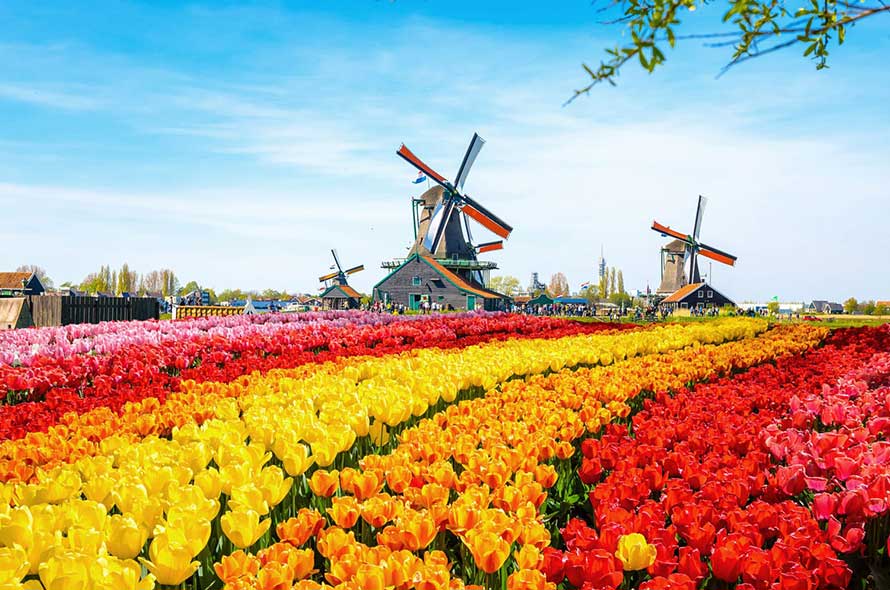 Netherlands Windmills Tulips